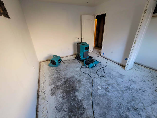 Best Professional water damage repair  in Powell, TN