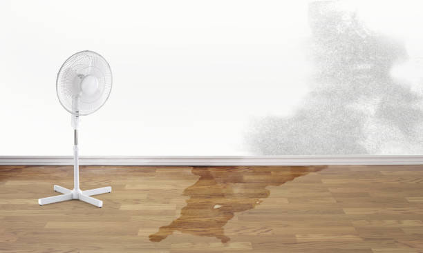 Best Water damage restoration mold remediation  in Powell, TN