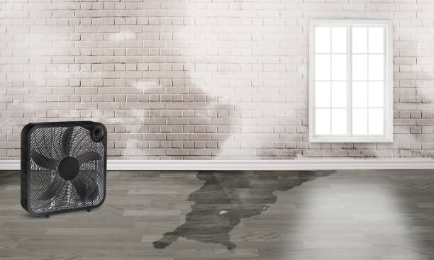 Best Professional water damage repair  in Powell, TN
