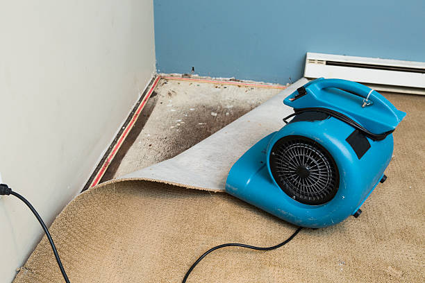 Best Water damage restoration near me  in Powell, TN